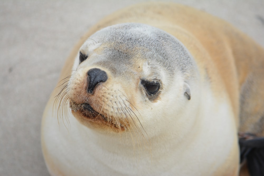 a seal with its head tilted