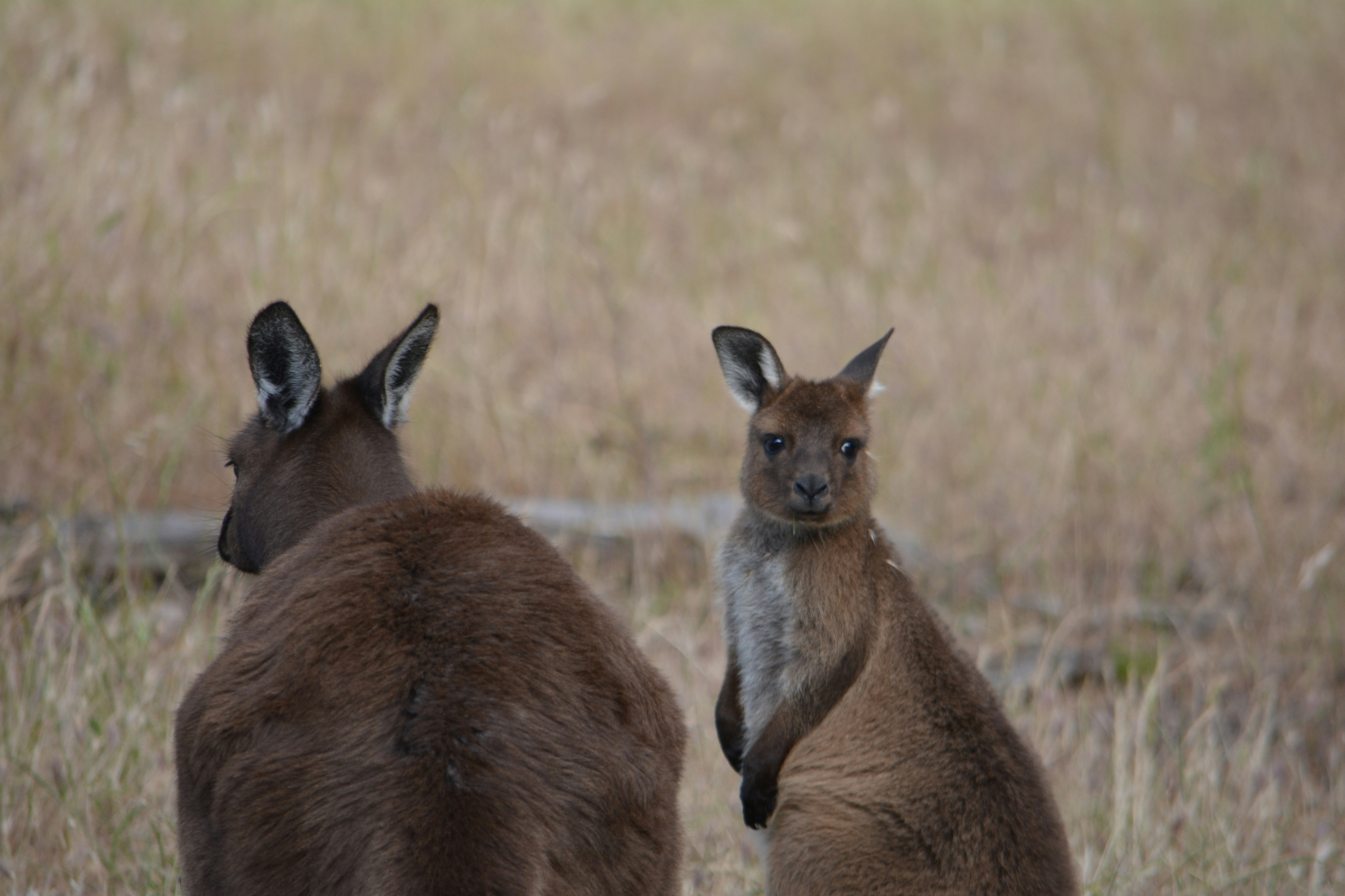 a couple of kangaroos in a field
