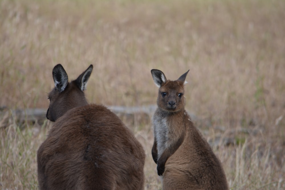 a couple of kangaroos in a field
