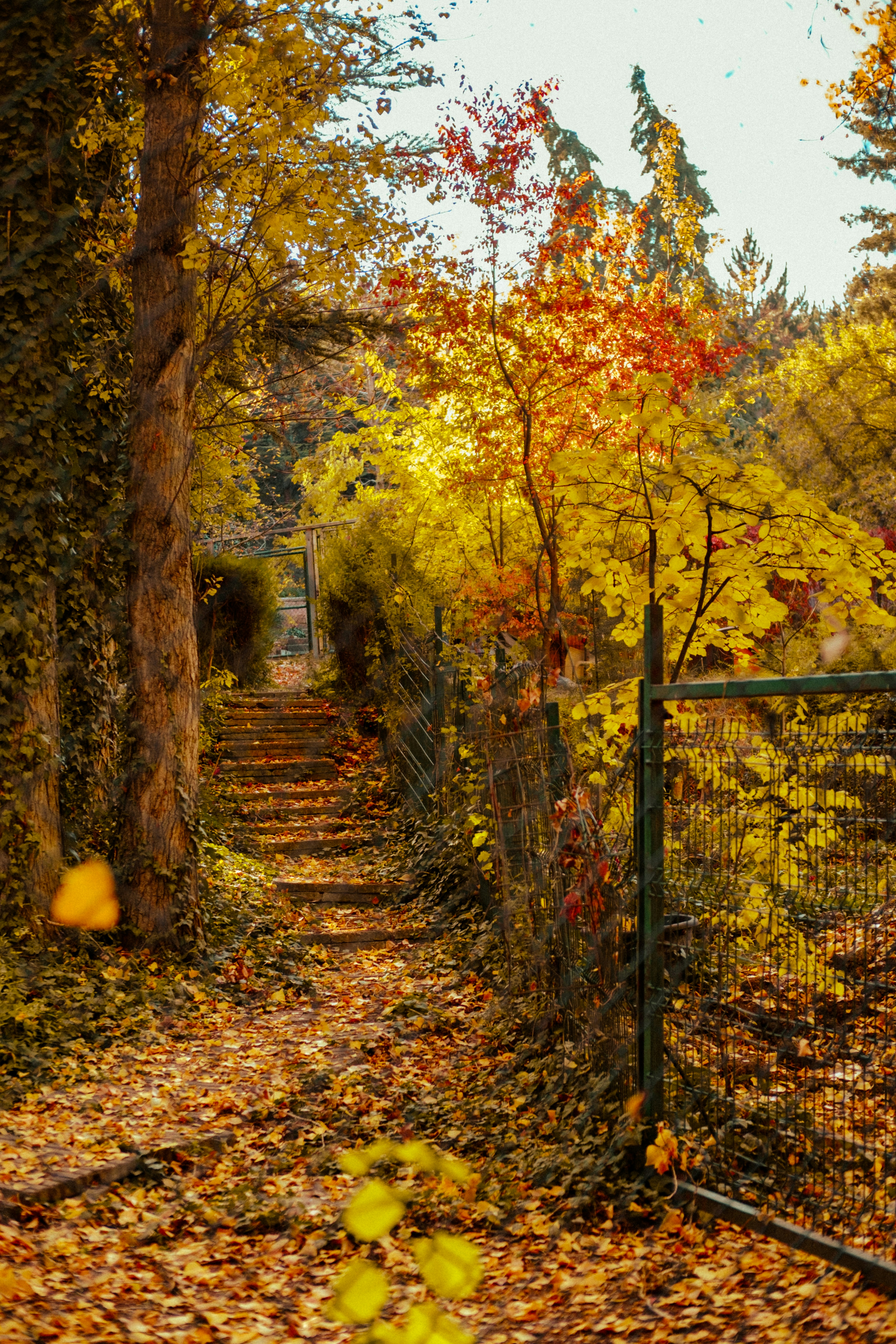 a path with trees on the side