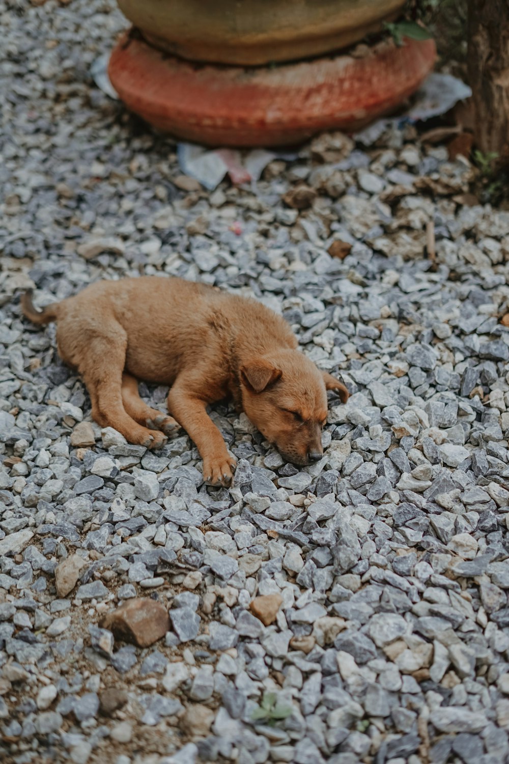 a dog lying on the ground