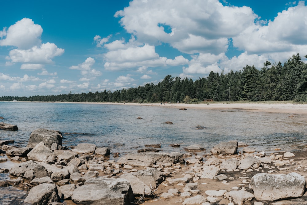 a rocky beach with trees in the background