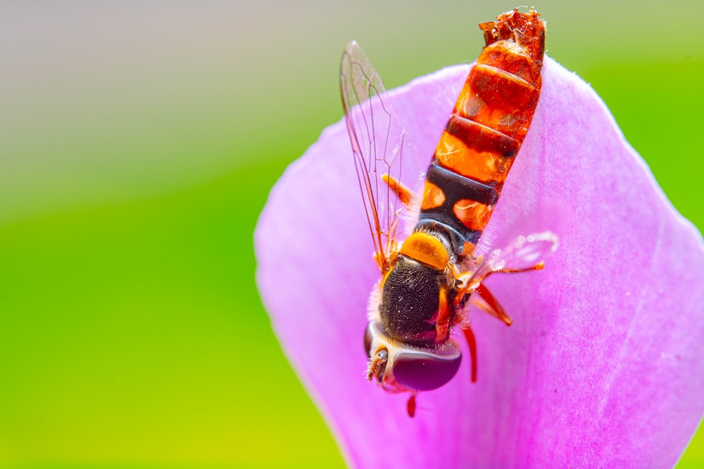 a close up of a fly