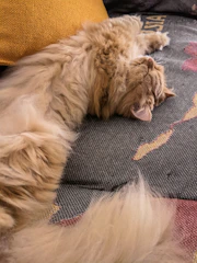 Happy cat stretching gently as its back length is measured.