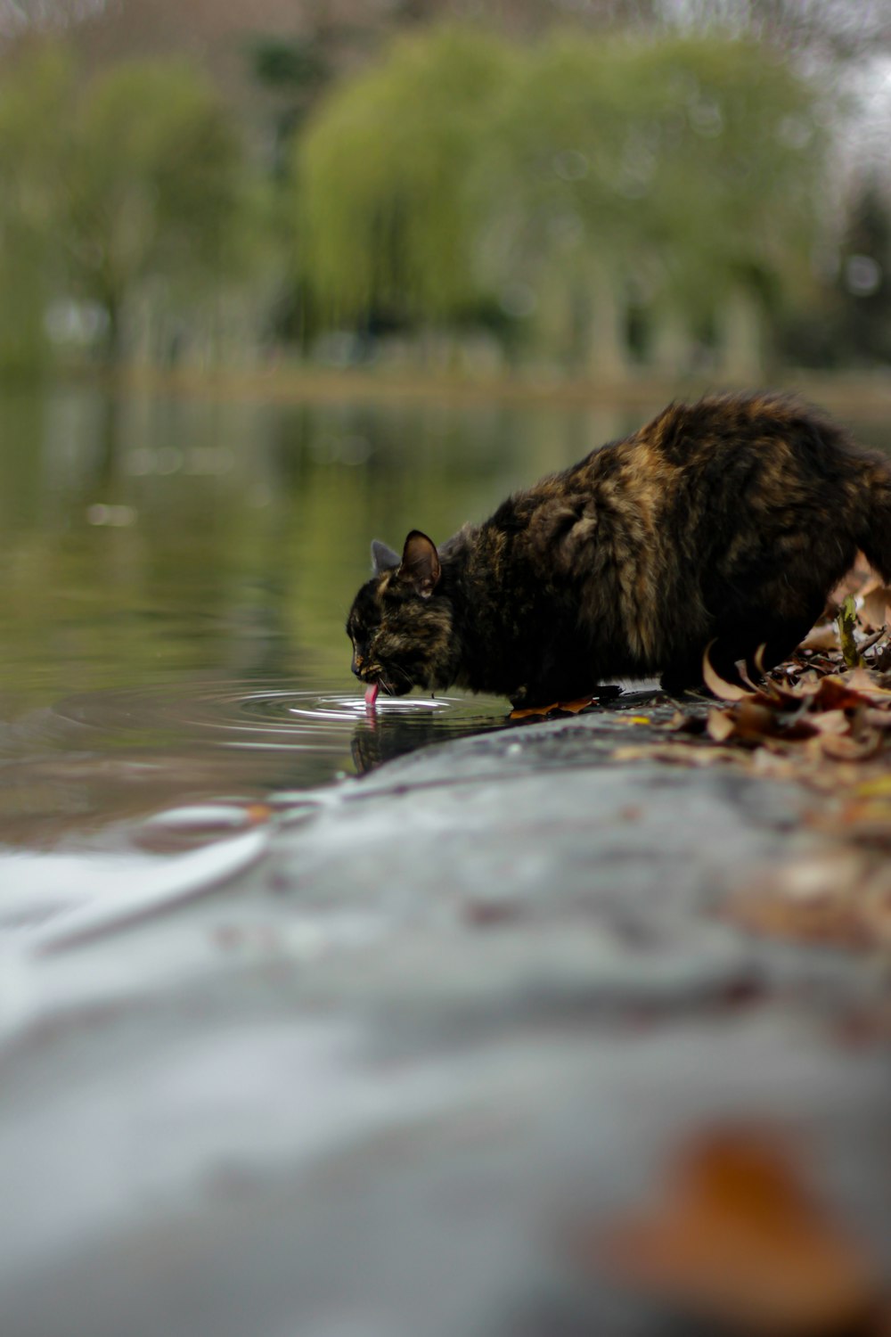 a raccoon drinking water from a pond