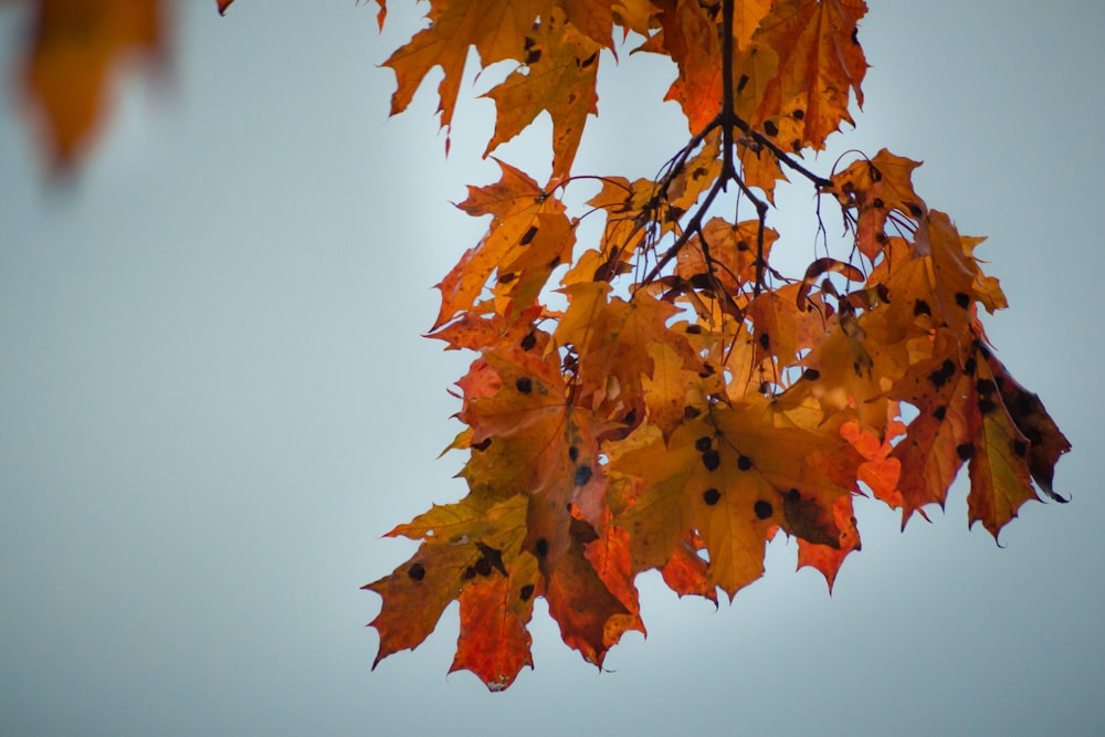 a close up of a tree branch