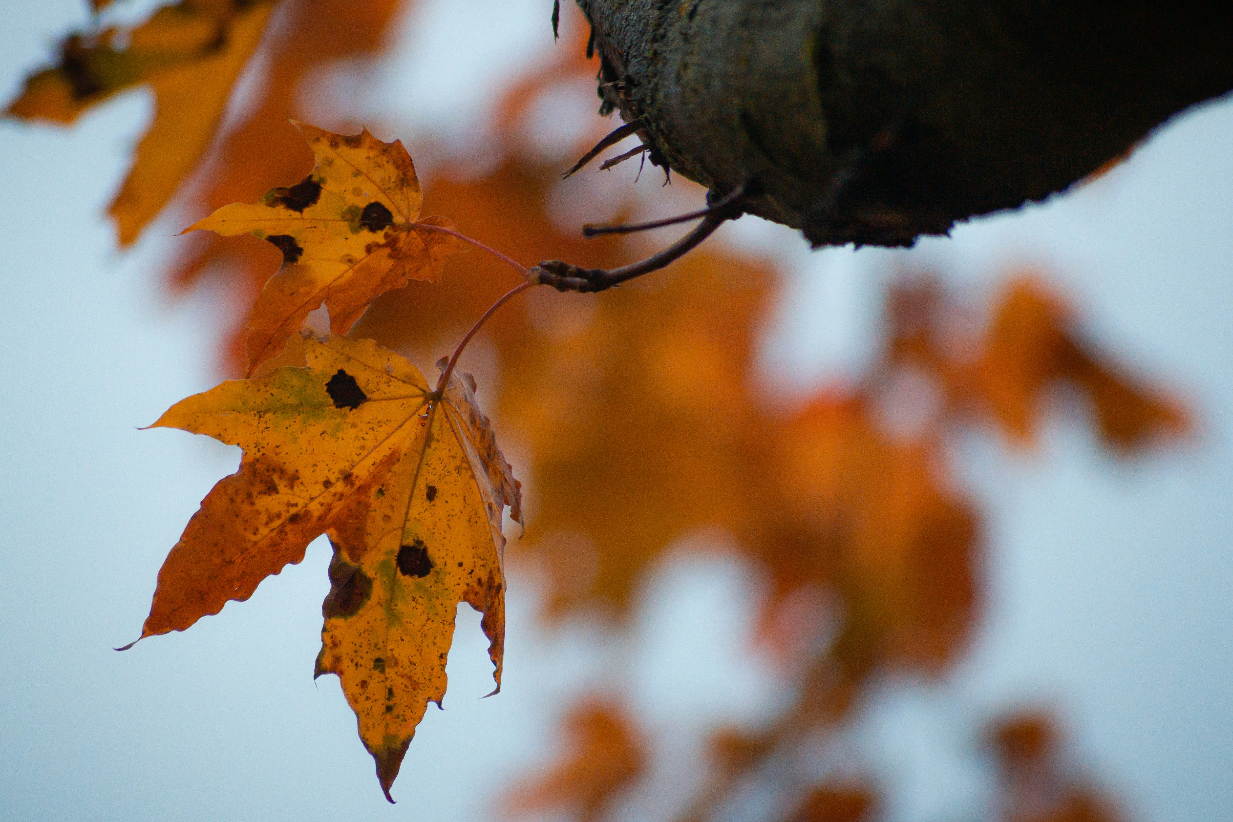 Photo by darkmoon_afa