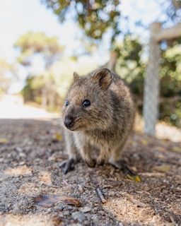 a small animal standing on the ground
