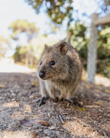 A small quokka is positioned on a dirt path surrounded by natural foliage. Its round face and fluffy fur are captured in close detail, exuding a friendly and curious appearance. The background is slightly blurred, highlighting the lush green leaves and distant trees, suggesting a pleasant outdoor environment.