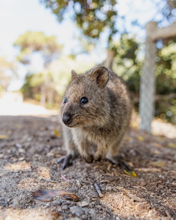 A small quokka is positioned on a dirt path surrounded by natural foliage. Its round face and fluffy fur are captured in close detail, exuding a friendly and curious appearance. The background is slightly blurred, highlighting the lush green leaves and distant trees, suggesting a pleasant outdoor environment.