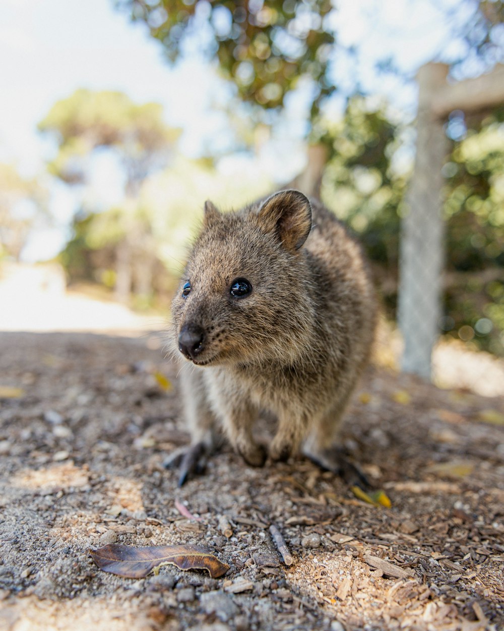 a small animal standing on the ground