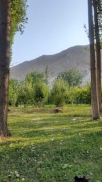 A serene orchard in Israel during shemita year, with trees resting under a clear sky.