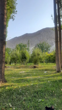 A peaceful orchard landscape with green trees and rolling hills under a clear sky