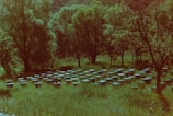 A meadow populated with numerous beehives, surrounded by tall, lush trees. The hives are scattered across a grassy field with a person tending to them, wearing protective gear. The scene is set against a backdrop of gently rolling hills.