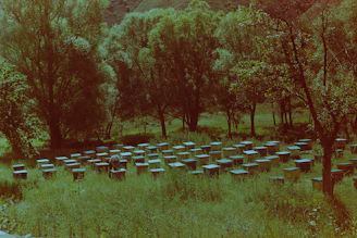 A young beekeeper tending to mountain hives surrounded by wildflowers and alpine scenery.