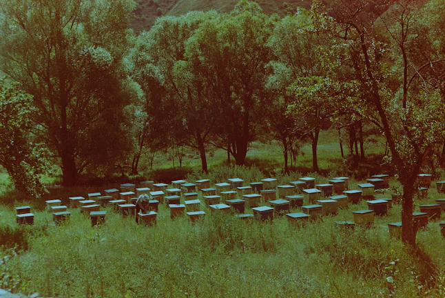 A meadow populated with numerous beehives, surrounded by tall, lush trees. The hives are scattered across a grassy field with a person tending to them, wearing protective gear. The scene is set against a backdrop of gently rolling hills.