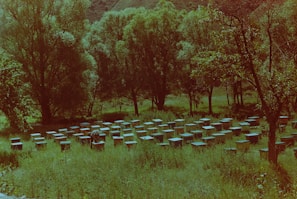 A meadow populated with numerous beehives, surrounded by tall, lush trees. The hives are scattered across a grassy field with a person tending to them, wearing protective gear. The scene is set against a backdrop of gently rolling hills.