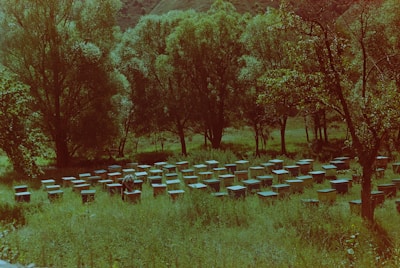 A meadow populated with numerous beehives, surrounded by tall, lush trees. The hives are scattered across a grassy field with a person tending to them, wearing protective gear. The scene is set against a backdrop of gently rolling hills.