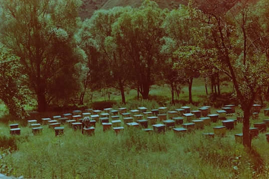 A meadow populated with numerous beehives, surrounded by tall, lush trees. The hives are scattered across a grassy field with a person tending to them, wearing protective gear. The scene is set against a backdrop of gently rolling hills.