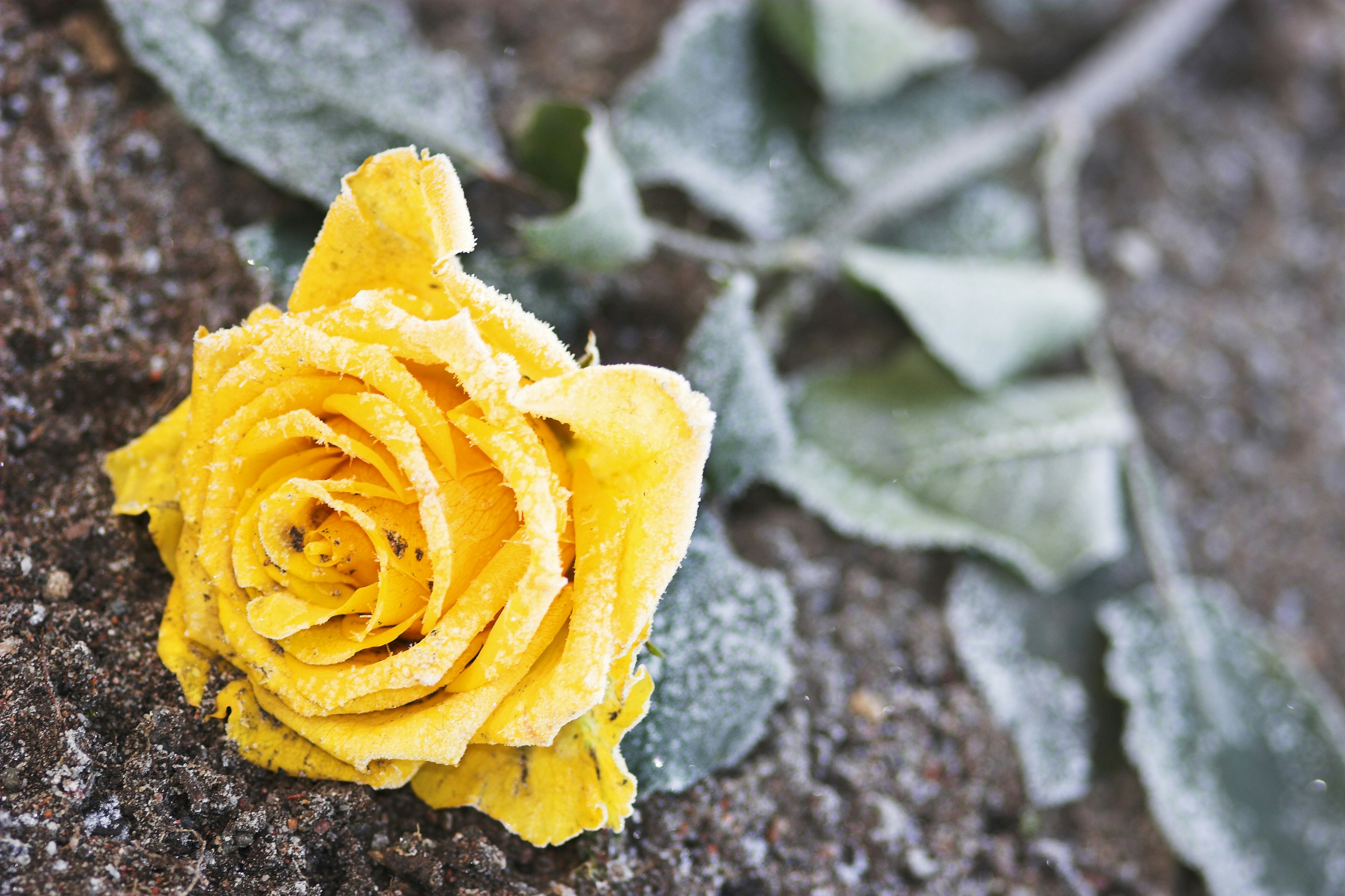 a yellow flower with green leaves