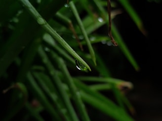 Close-up of vibrant green leaves glistening with morning dew from a carefully selected indoor plant.
