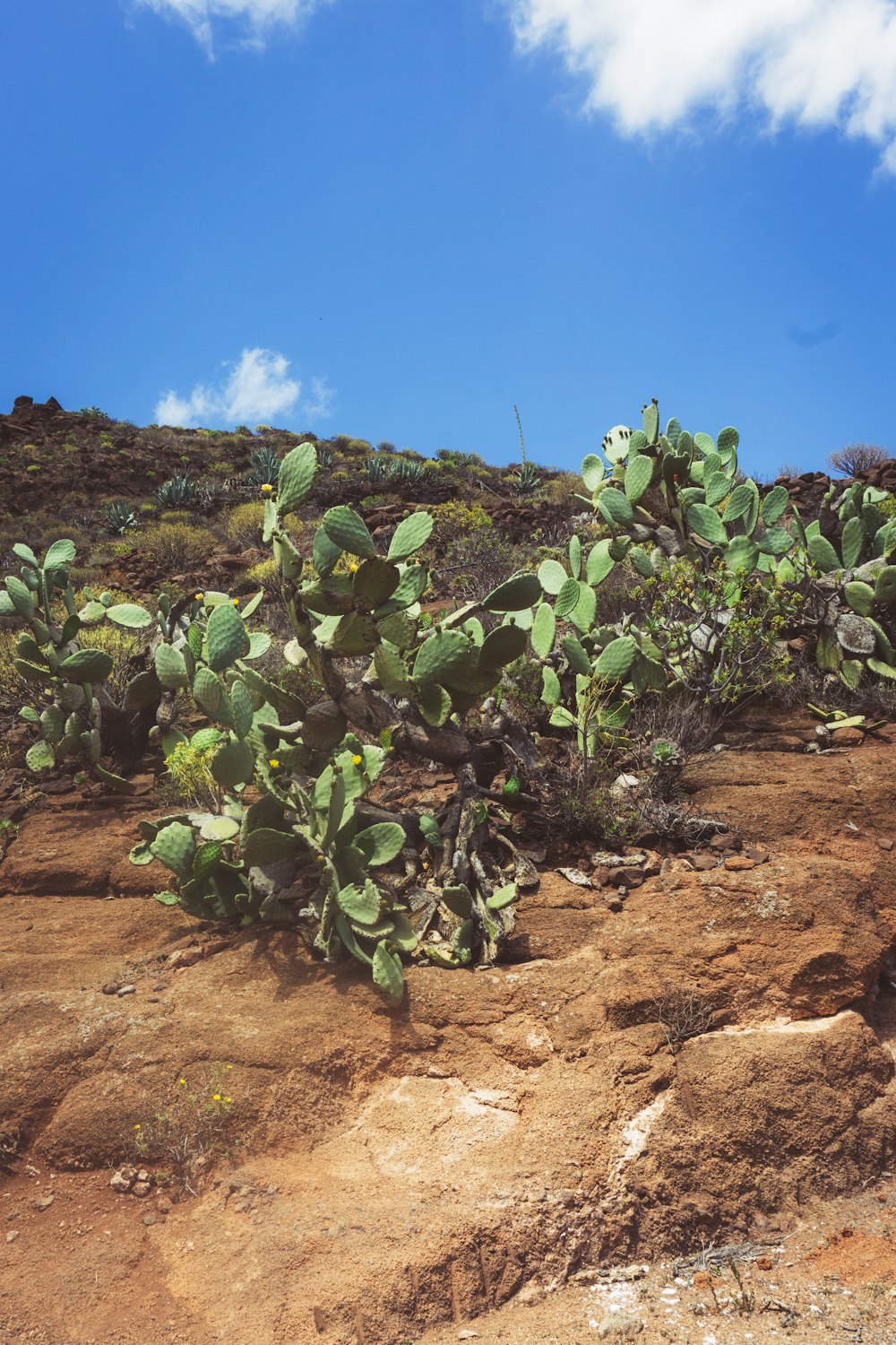 a field of plants