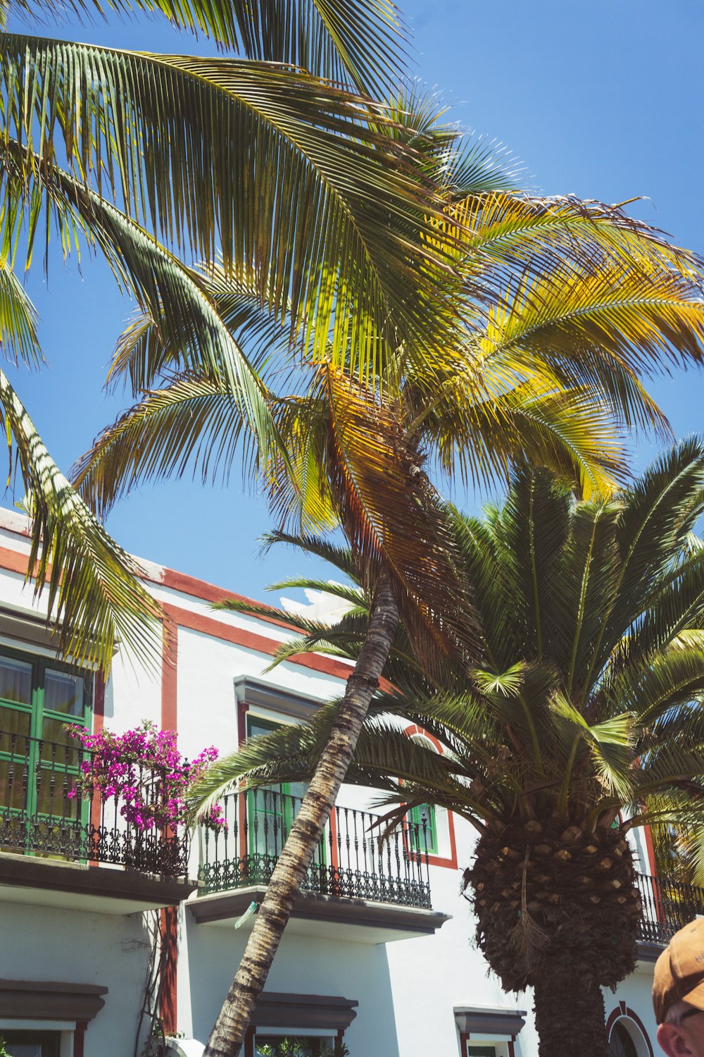 a palm tree in front of a building