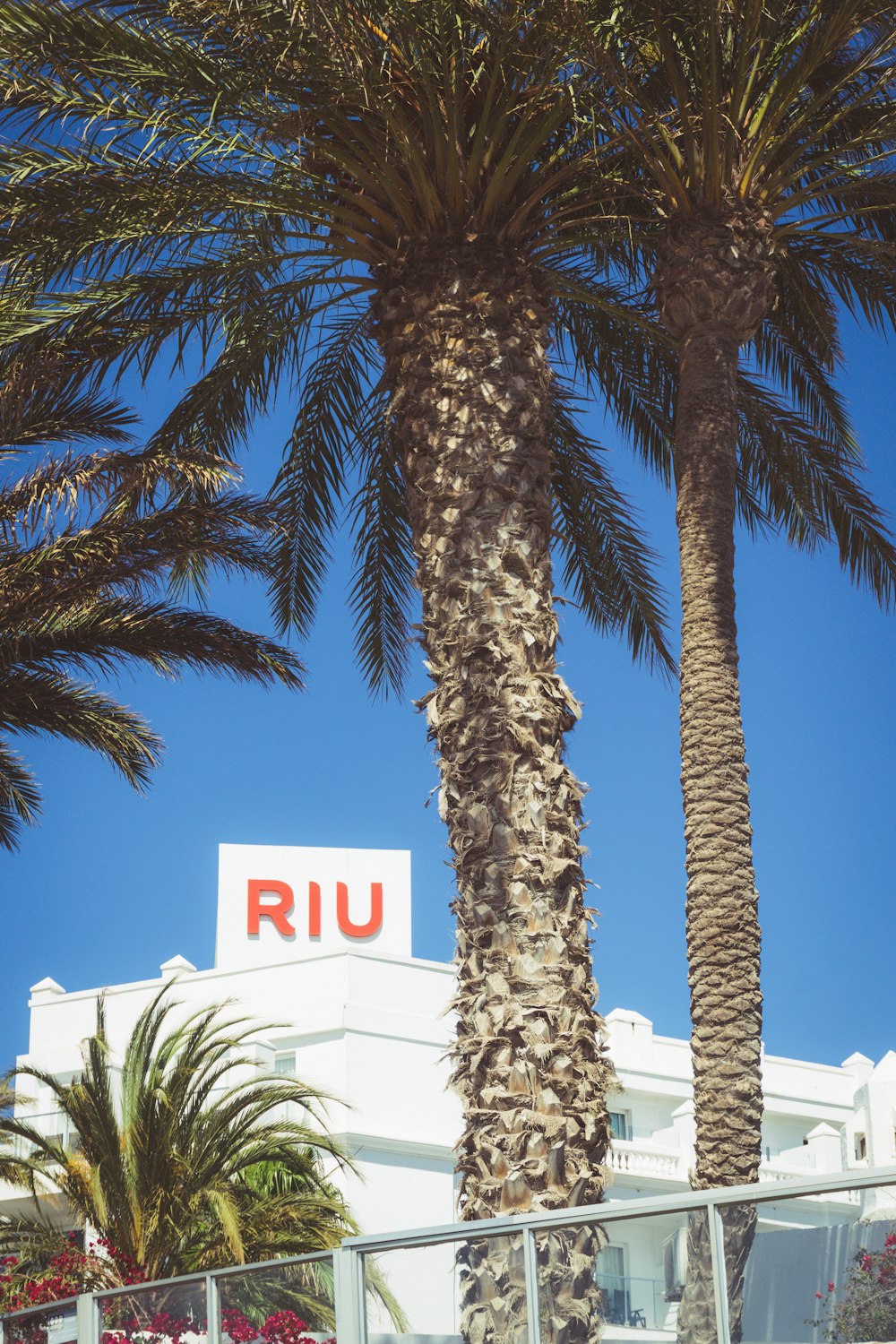 a palm tree with a sign