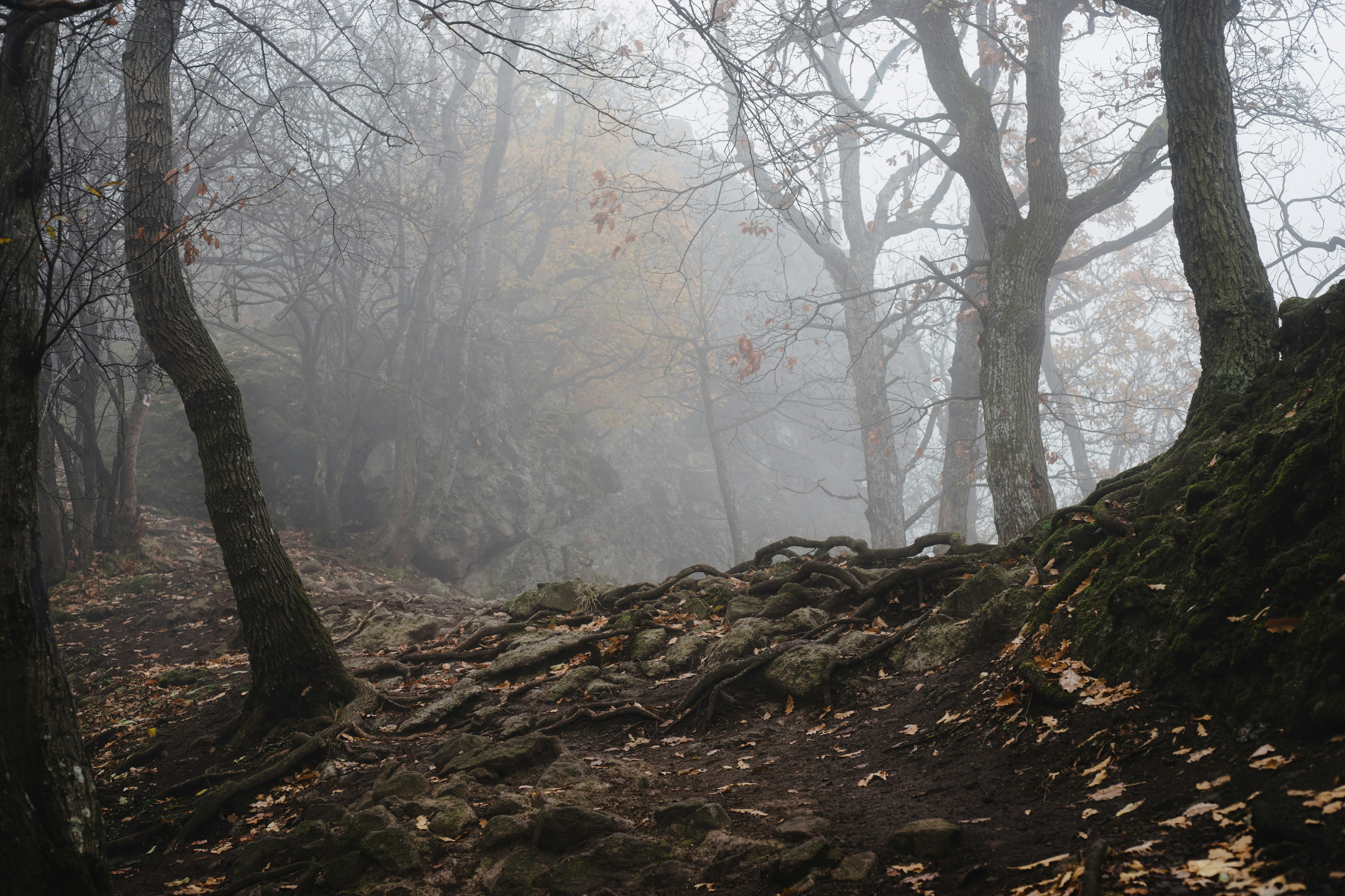 Photo by buduczki