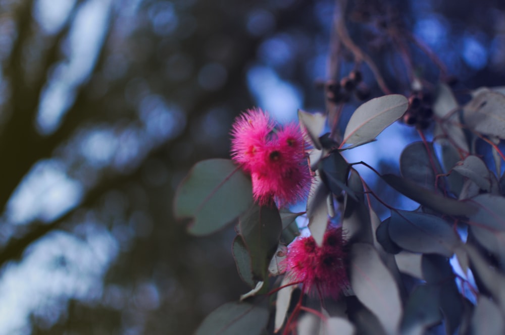 a pink flower on a tree