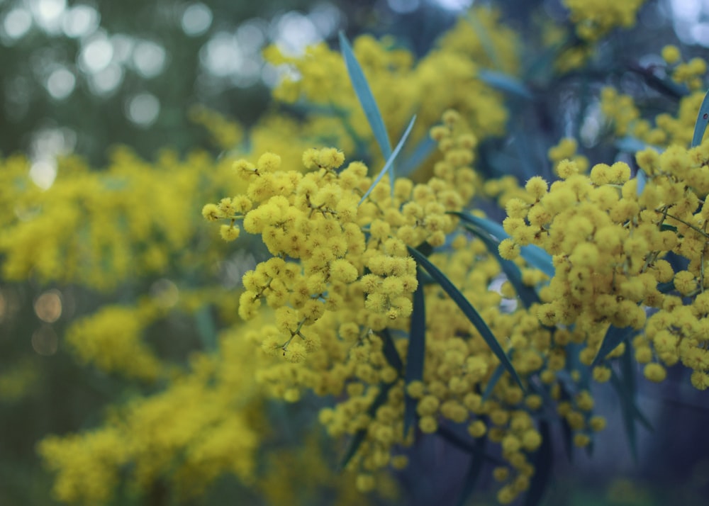 a close-up of a plant