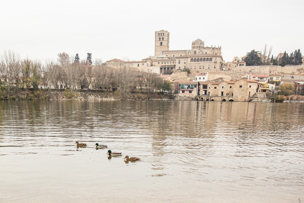 a group of ducks swimming in a lake with a building in the background