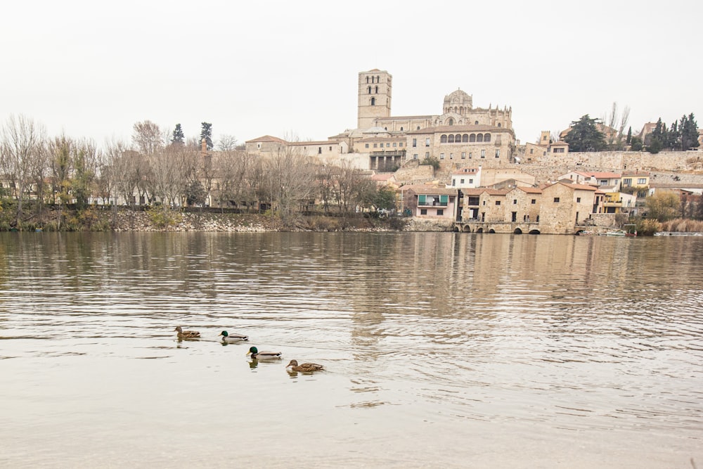 Un grupo de patos nadando en un lago con un edificio al fondo