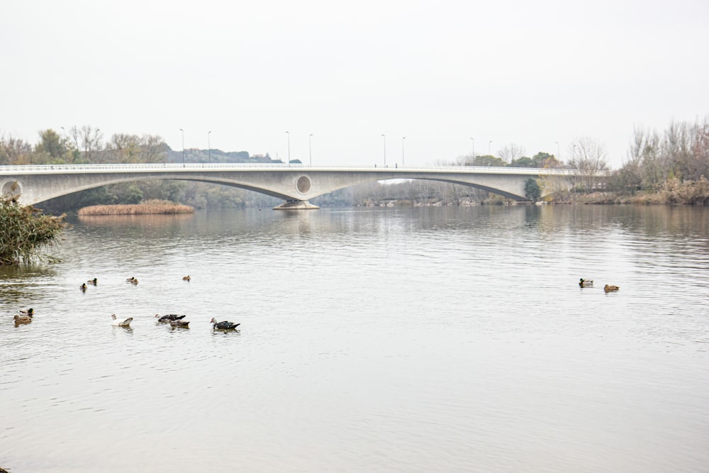 a group of ducks swimming in a lake