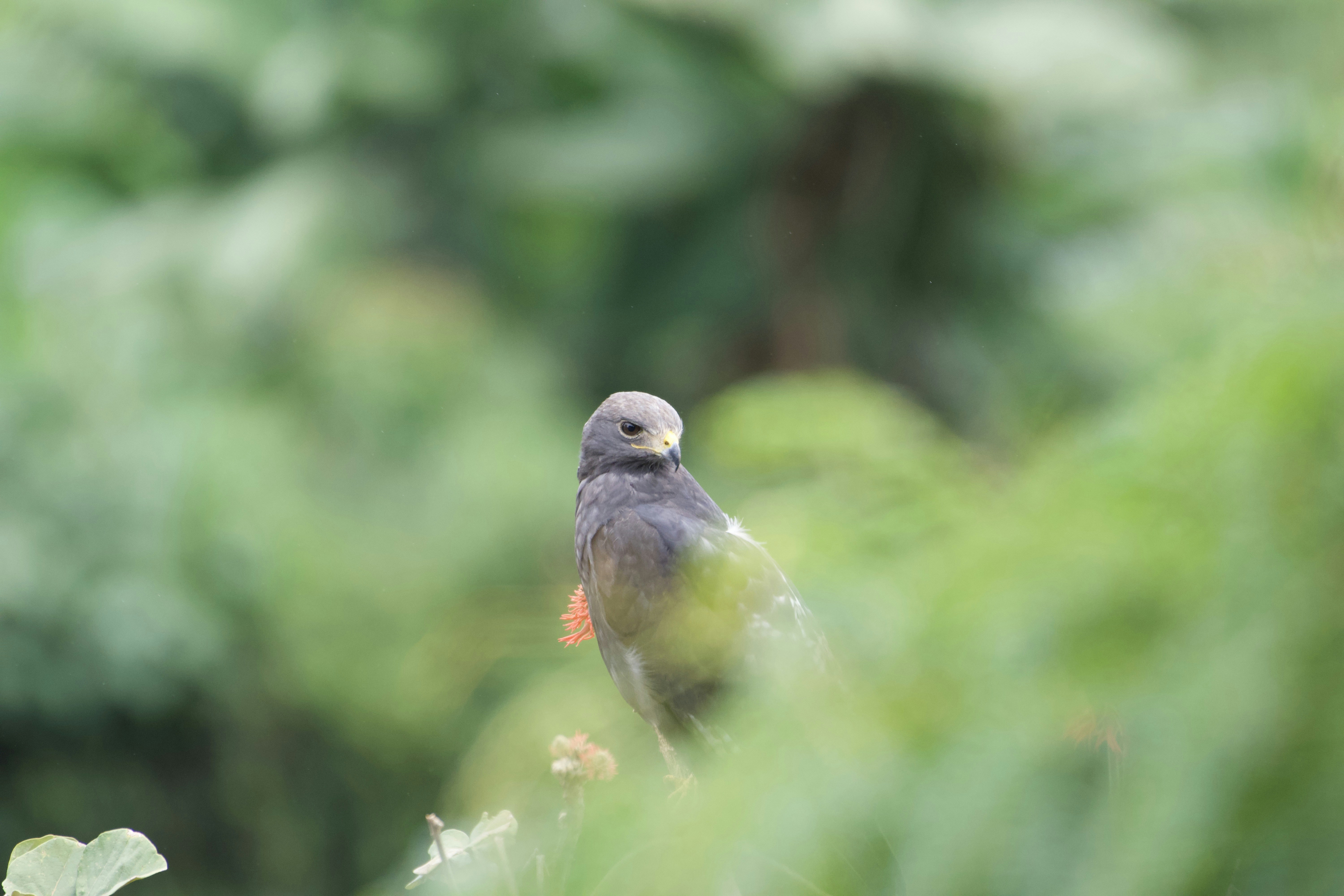 Photo by julius_ngigi