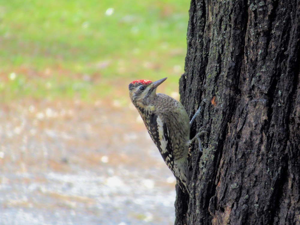 a bird on a tree