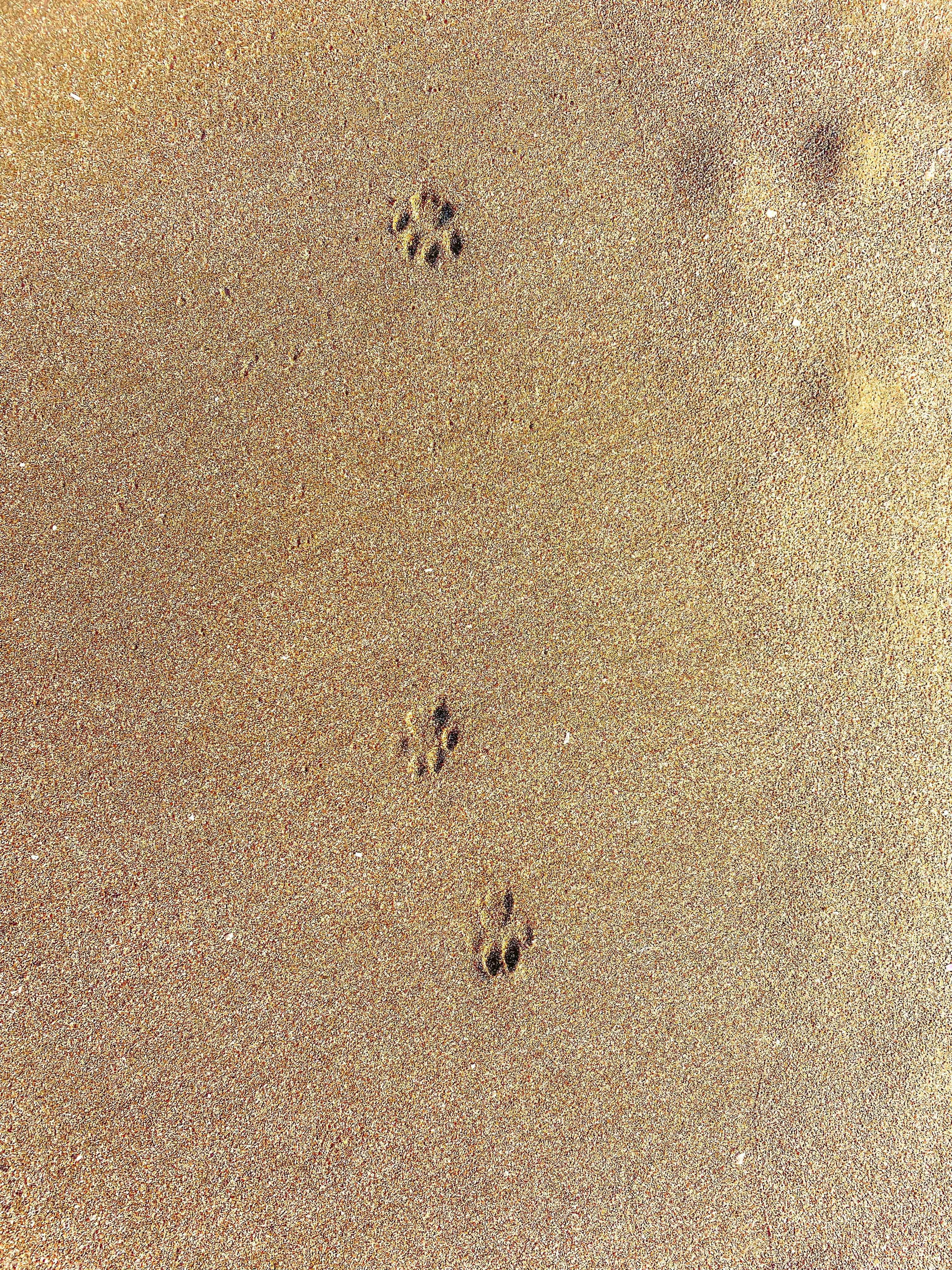 a group of people walking on a beach