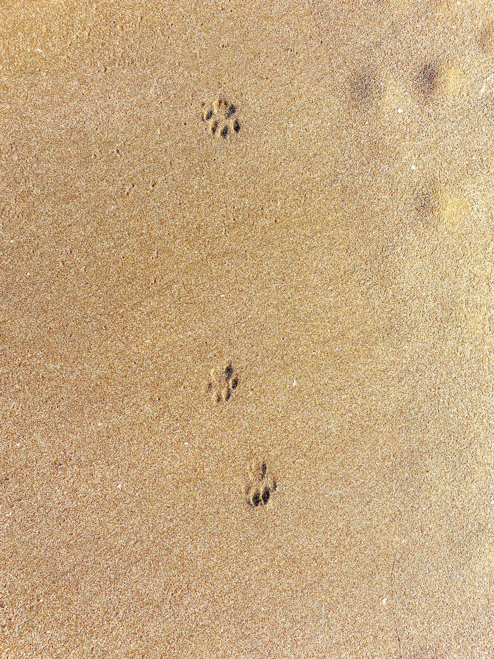 a group of people walking on a beach