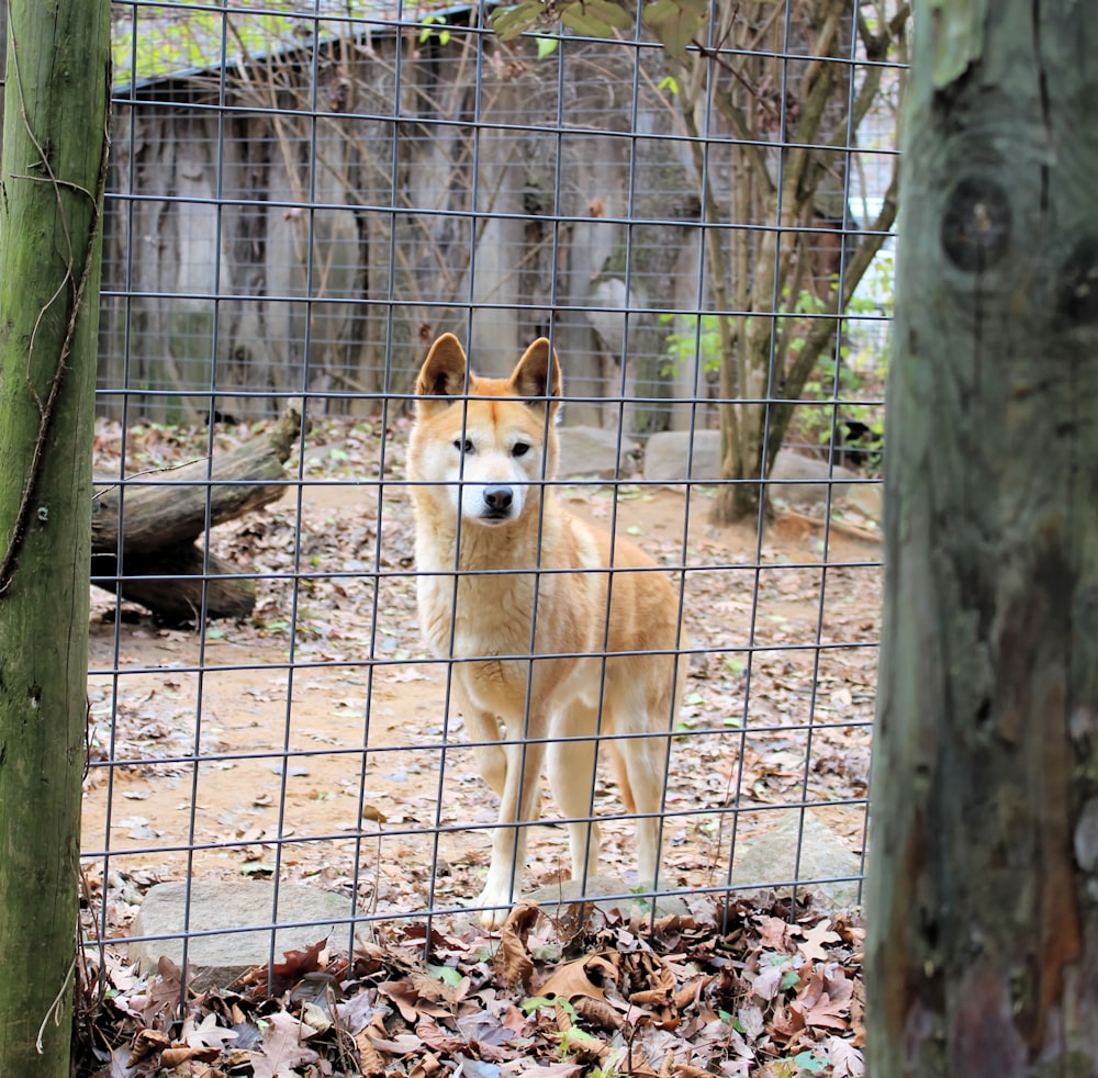 a dog standing in a fenced area