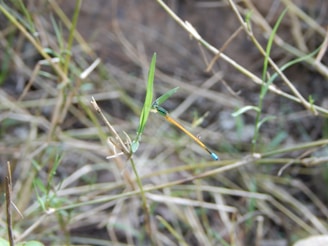 A delicate dragonfly with a slender, orange body and a blue-tipped tail is perched on a thin, green blade of grass. The background is a blur of brown, dried grass and scattered green foliage, indicating a natural, possibly dry habitat.