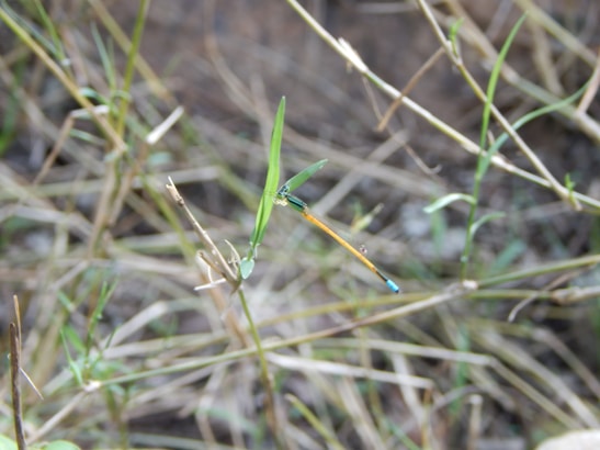 A delicate dragonfly with a slender, orange body and a blue-tipped tail is perched on a thin, green blade of grass. The background is a blur of brown, dried grass and scattered green foliage, indicating a natural, possibly dry habitat.