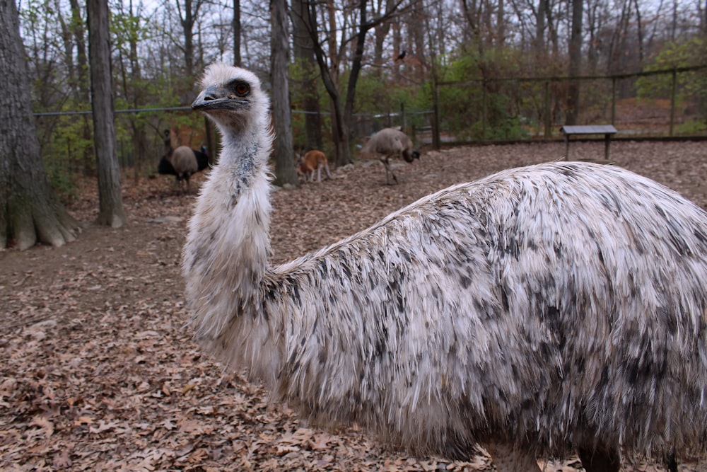 a large bird standing in a fenced in area