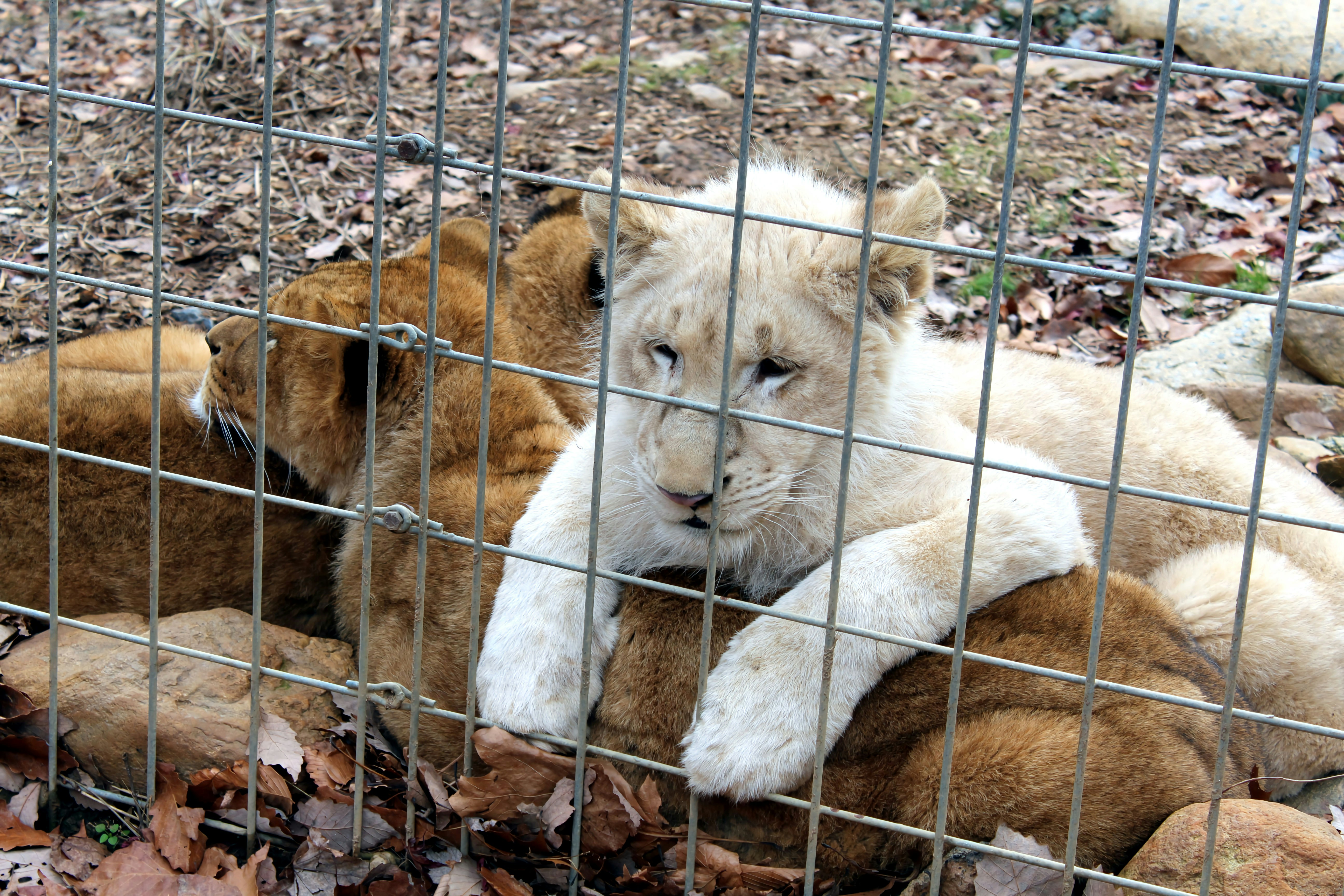 White Lions