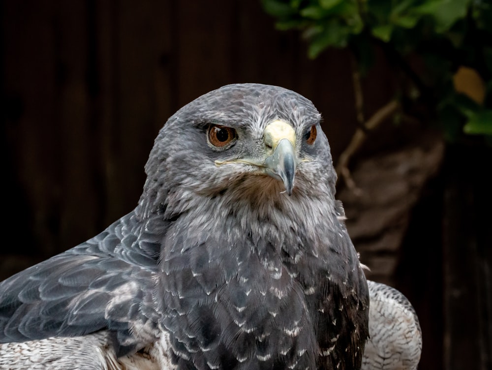 a close up of a bird