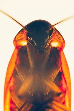 A close-up, detailed view of an insect with an emphasis on its head and upper body, featuring translucent wings edged with vibrant orange and brown hues. The background is softly blurred, highlighting the insect's distinct texture and structure.
