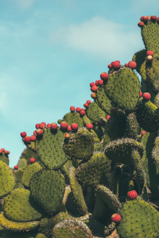 a group of cactus
