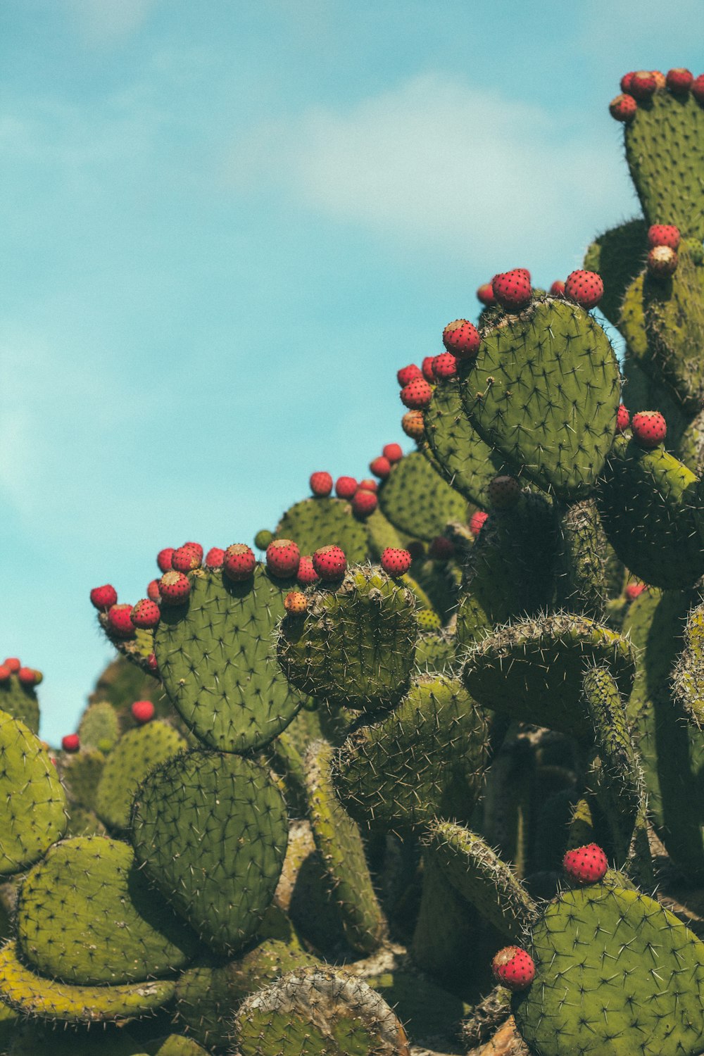 a group of cactus