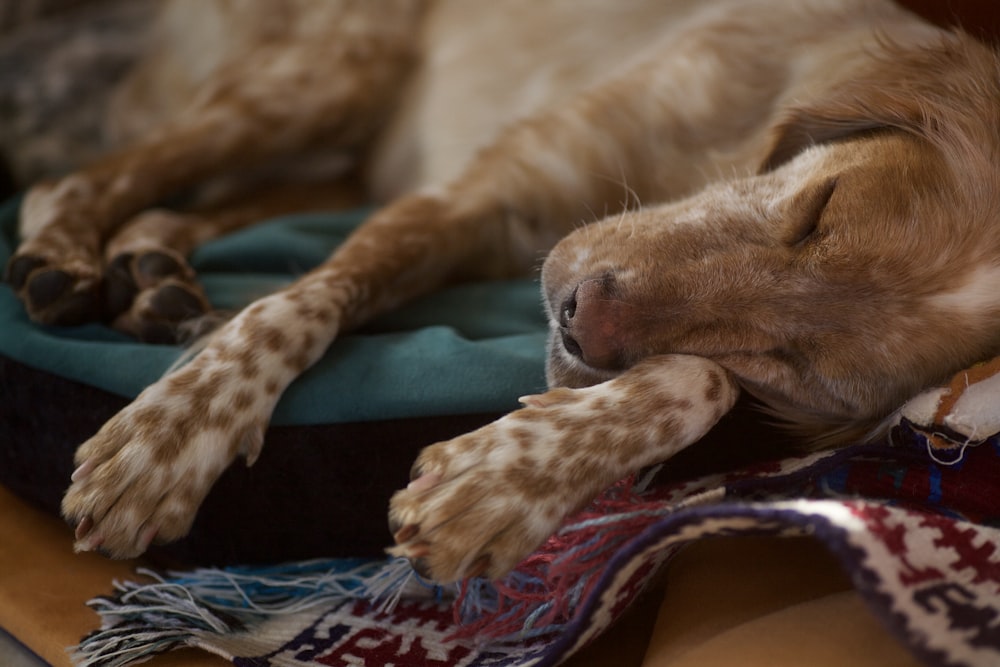 a dog sleeping on a blanket