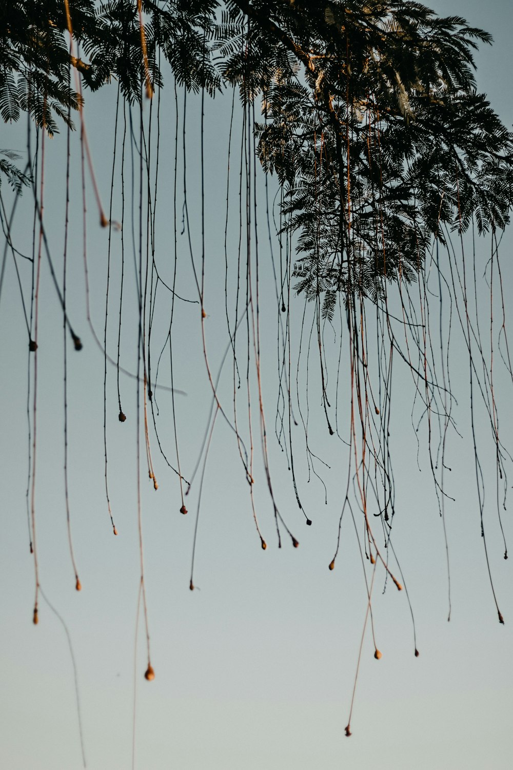 a group of trees in a snowy area