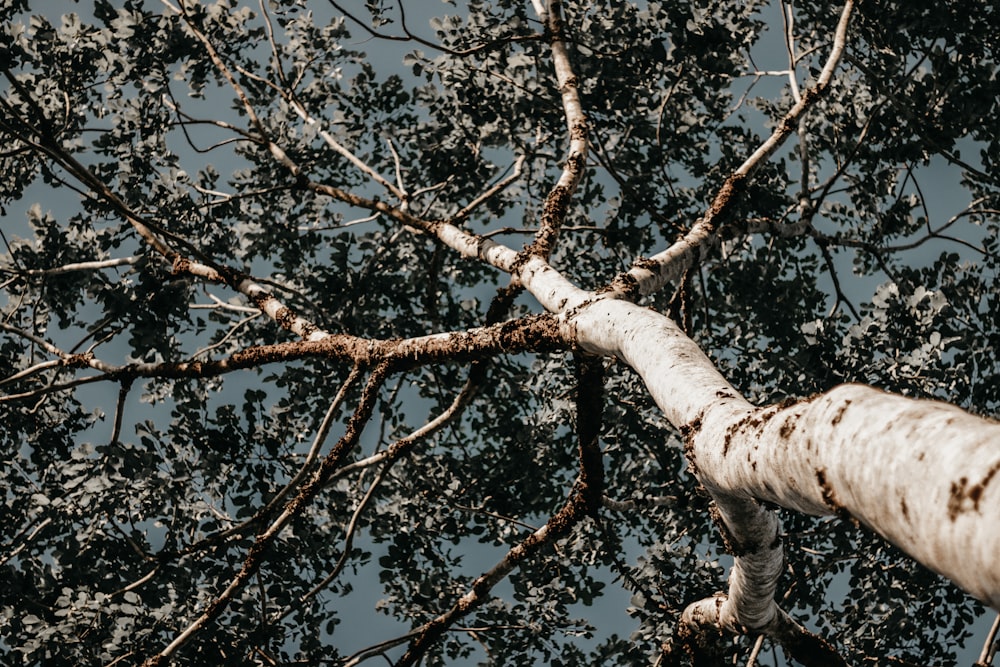 a white dog in a tree